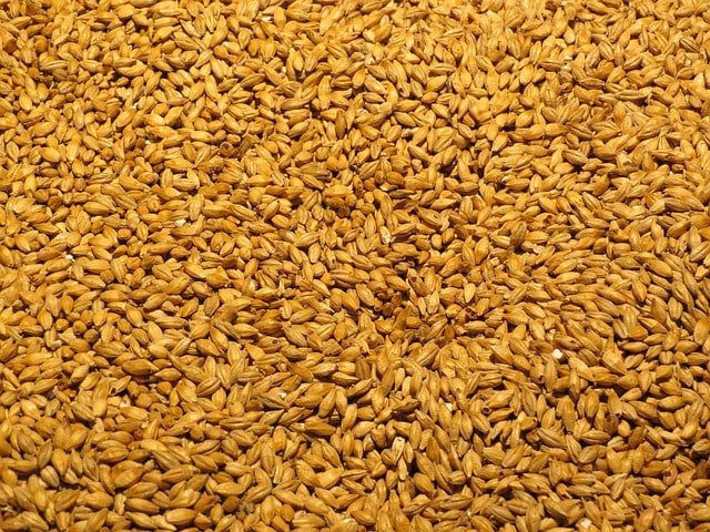 benefits of barley