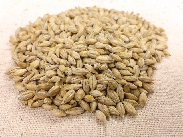 uses, health benefits, and side effects of barley