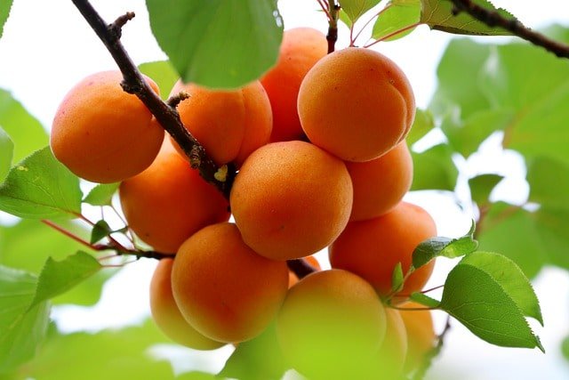 nutrition facts of apricot fruit