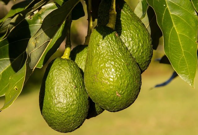 how to eat avocado fruit