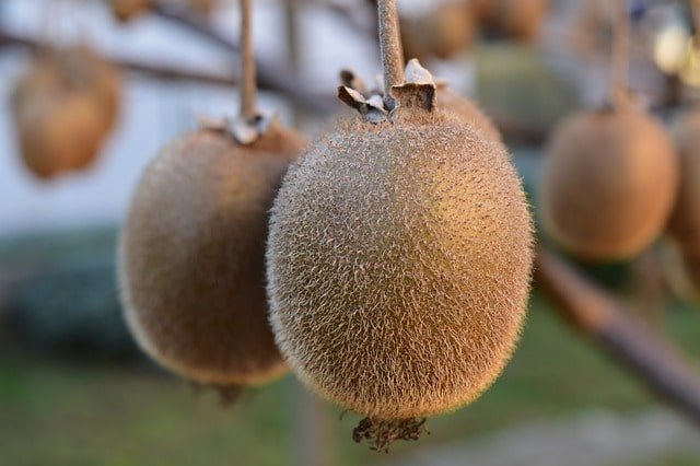 side effects of kiwi