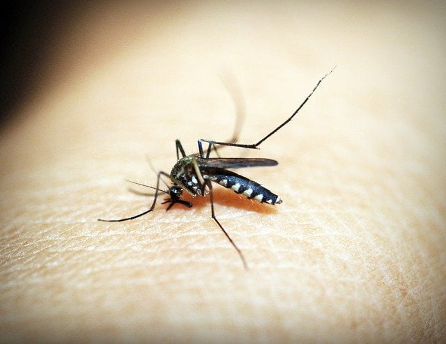 causes, types, and symptoms of malaria