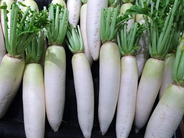radish vegetable