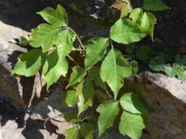 poison-ivy-plant